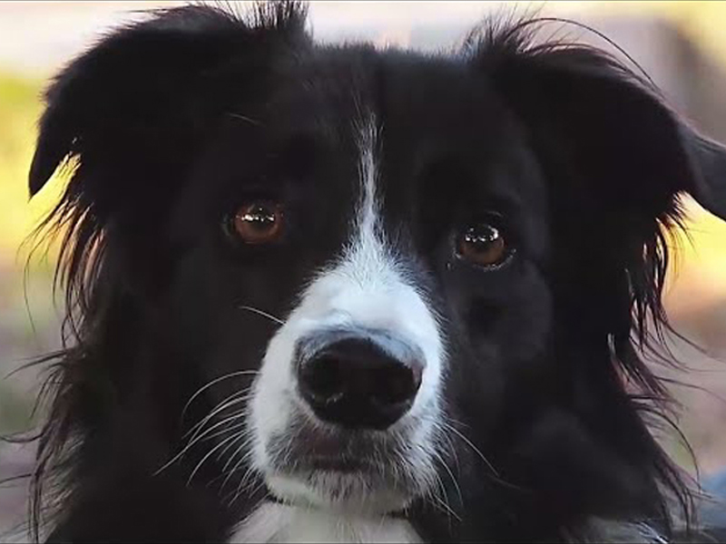 Gambol Pet Food: Tecnología de Producción de Vanguardia