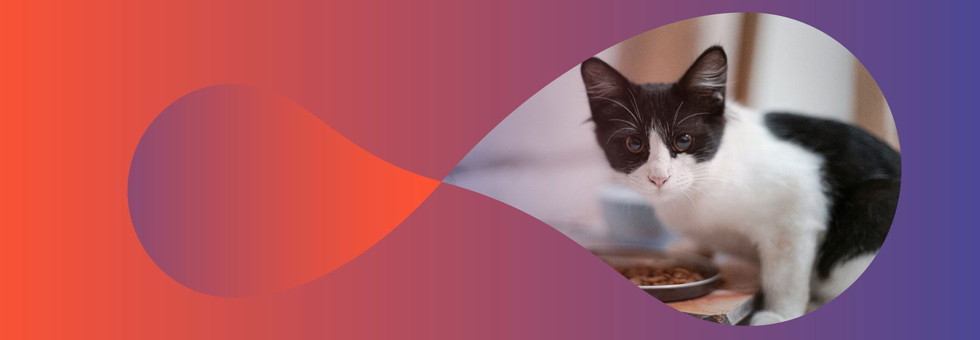 Hierba para gatos