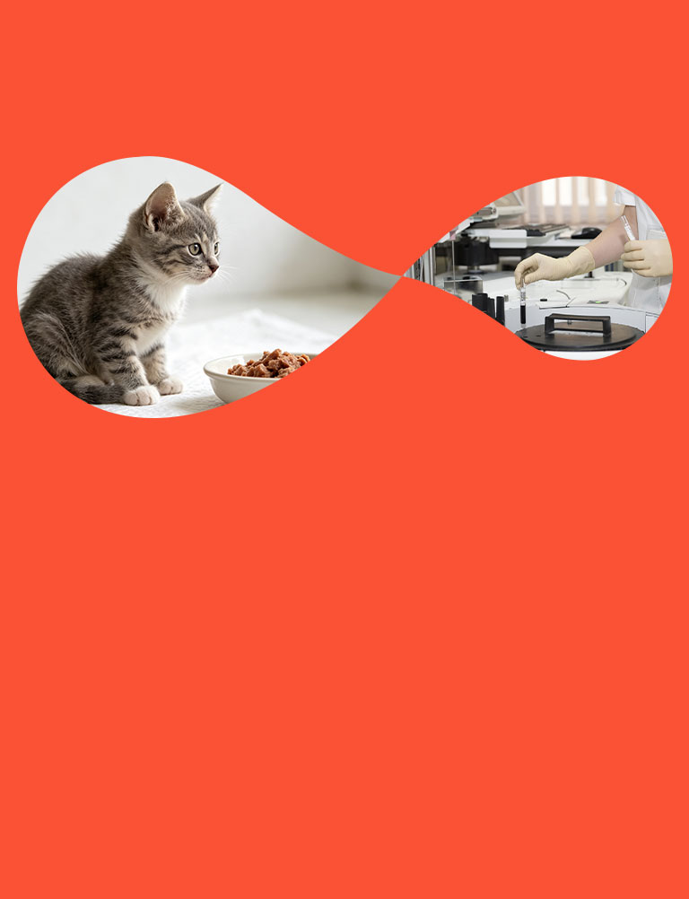 Videos de comida para mascotas