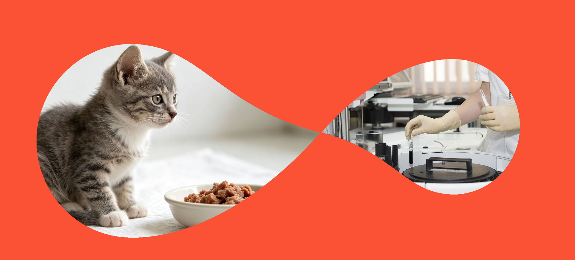 Videos de comida para mascotas