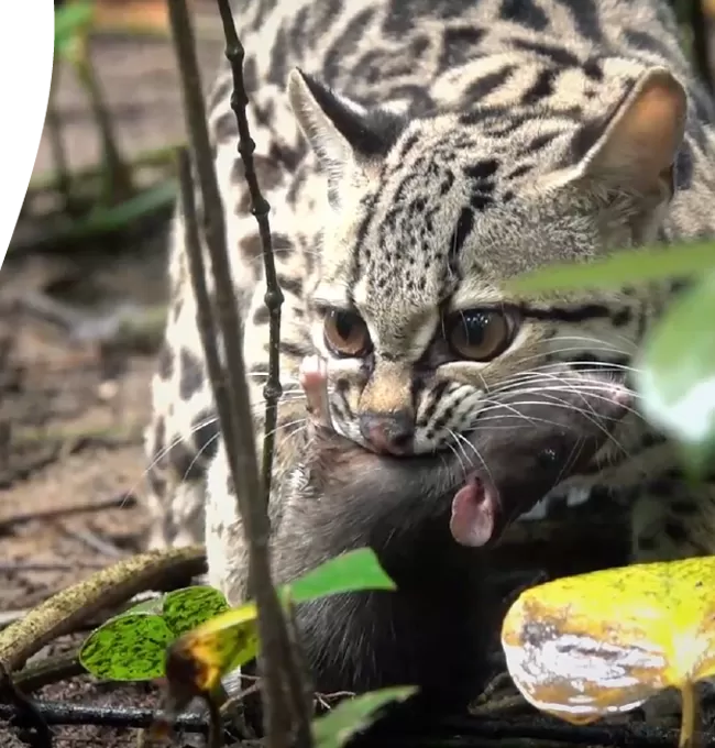Nuestro compromiso con la seguridad y el cumplimiento en alimentos para gatos